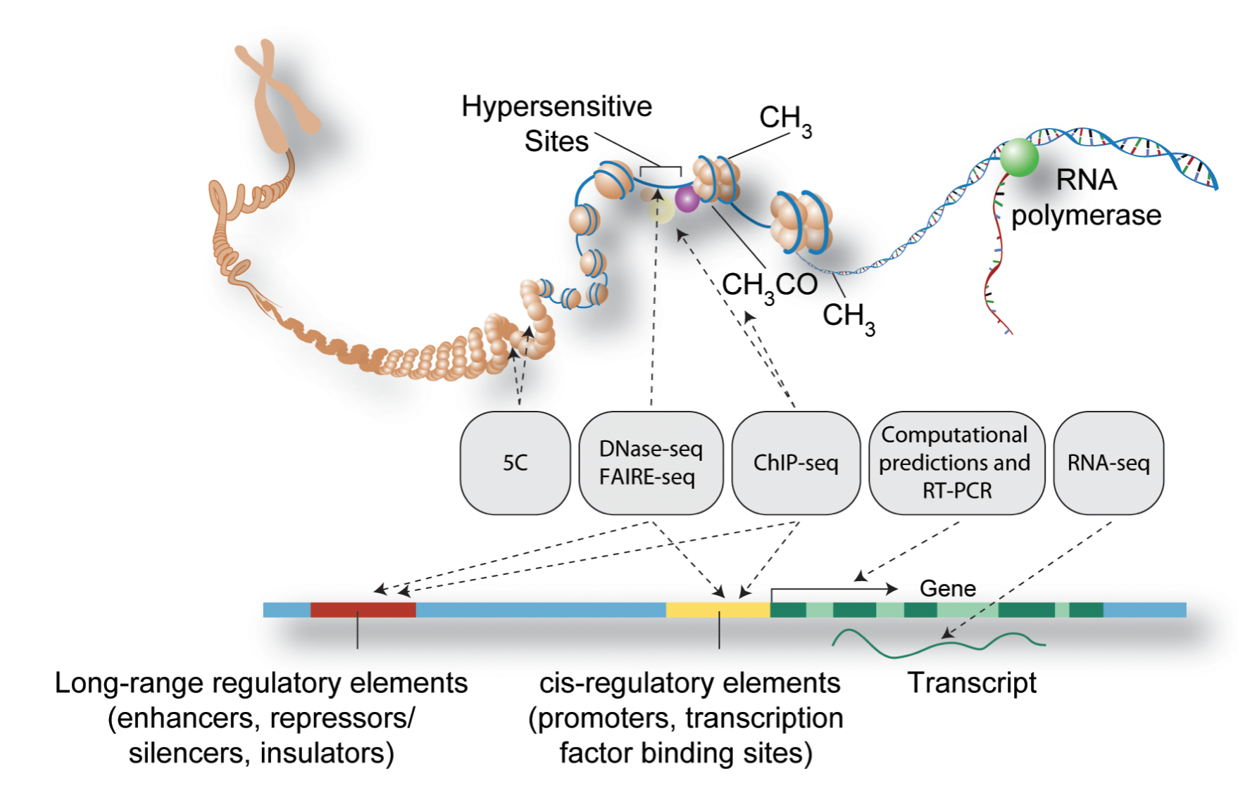 ChIP-Seq-HL